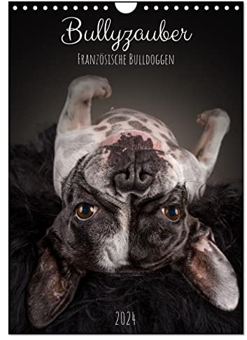 Bullyzauber - Französische Bulldoggen (Wandkalender 2024 DIN A4 hoch), CALVENDO Monatskalender: Französische Bulldoggen optimal in Szene gesetzt. (CALVENDO Tiere)