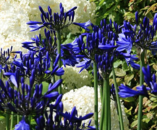 Agapanthus 'Navy Blue': Garden Tested Hardy Perennial Plant Supplied in a Half Litre Pot