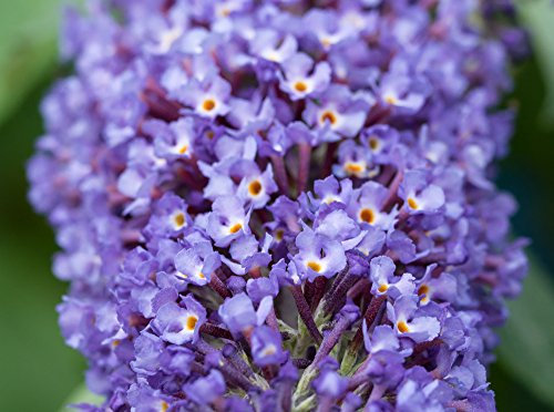 1 Buddleia davidii 'Nanho Blue' in 2L Pot Buddleja Butterfly Bush 3fatpigs®