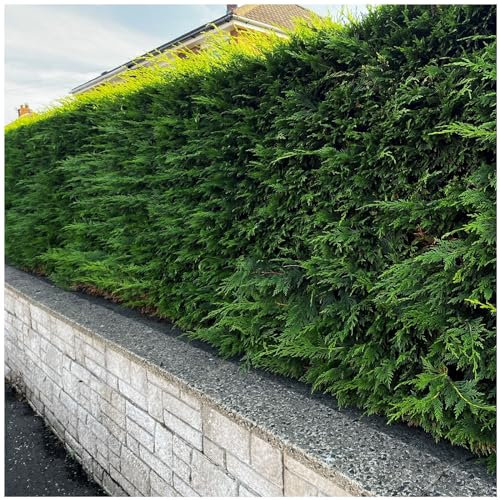 100 Leyland Cypress/Green Leylandii 20-30cm in 9cm Pots, Evergreen Hedging Plants 3fatpigs®