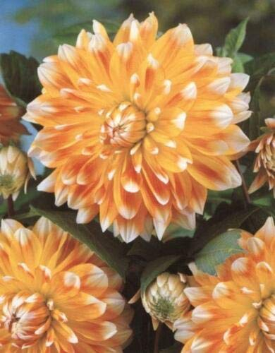 Dahlia Special Dinner Plate Decorative 'Peaches and Cream' Prins Bulb/Tuber
