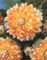 Dahlia Special Dinner Plate Decorative 'Peaches and Cream' Prins Bulb/Tuber