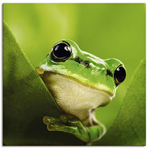 ARTLAND Wanddeko Leinwand Bilder Wandbild 40x40 cm Frosch Tiere Pflanze Natur Süß Lustig T5VH