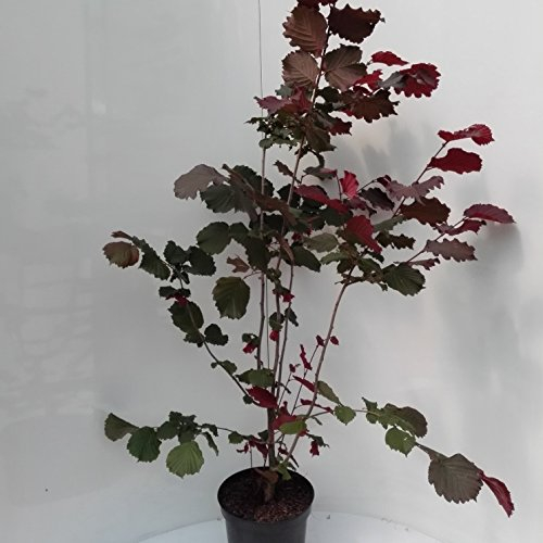 Haselnuss Maxima purpurea, sehr schönes rotes Laub, als dreijähriger Strauch, ca. 110-140 cm