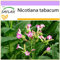 SAFLAX - Pianta del tabacco - 250 semi - Nicotiana tabacum