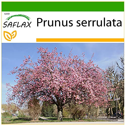 SAFLAX - Cerezo japonés - 30 semillas - Con sustrato estéril para cultivo - Prunus serrulata