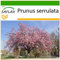 SAFLAX - Cerezo japonés - 30 semillas - Con sustrato estéril para cultivo - Prunus serrulata