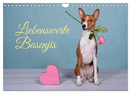 Liebenswerte Basenjis (Wandkalender 2026 DIN A4 quer), CALVENDO Monatskalender: Basenjis - intelligent, flink, hübsch, wunderbar! (CALVENDO Tiere)