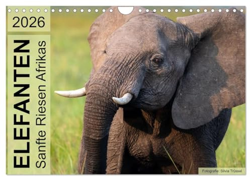 Elefanten - Sanfte Riesen Afrikas (Wandkalender 2026 DIN A4 quer), CALVENDO Monatskalender: Begegnungen im südlichen und östlichen Afrika. (CALVENDO Tiere)