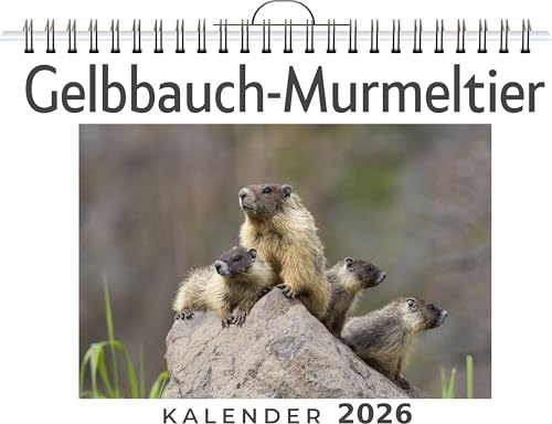 Gelbbauch-Murmeltier: (Wandkalender 2026, Kalender DIN A4 quer, Monatskalender im Querformat mit Kalendarium, das perfekte Geschenk)