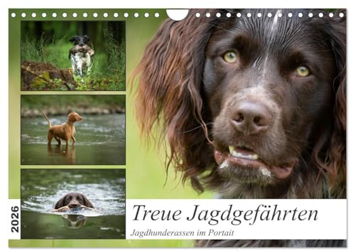 Treue Jagdgefährten - Jagdhunderassen im Portrait (Wandkalender 2026 DIN A4 quer), CALVENDO Monatskalender: Jagdhundvielfalt - Eleganz und Stärke in jedem Monat (CALVENDO Tiere)