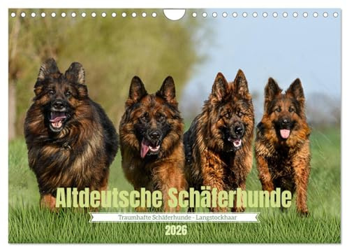 Altdeutsche Schäferhunde - Traumhafte Schäferhunde Langstockhaar (Wandkalender 2026 DIN A4 quer), CALVENDO Monatskalender: Traumhafte langhaarige ... Kraft und Ausstrahlung. (CALVENDO Tiere)