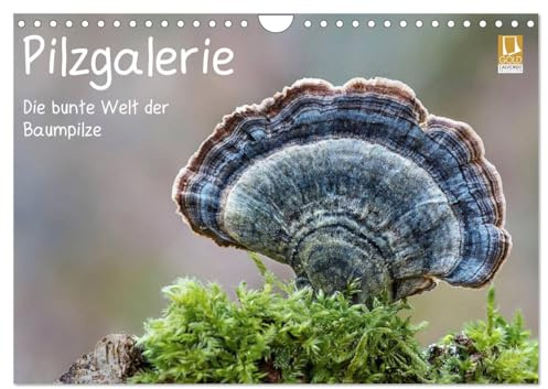 Pilzgalerie - Die bunte Welt der Baumpilze (Wandkalender 2026 DIN A4 quer), CALVENDO Monatskalender: Ein faszinierender Einblick in die bunte Welt der Baumpilze (CALVENDO Natur)