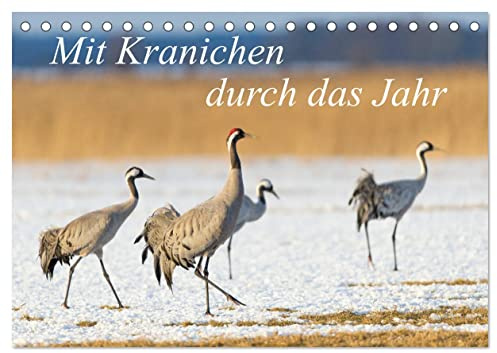 Mit Kranichen durch das Jahr (Tischkalender 2026 DIN A5 quer), CALVENDO Monatskalender: Kraniche, die größten Vögel Deutschlands, werden in eindrucksvollen Fotografien gezeigt. (CALVENDO Tiere)