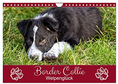 Border Collie - Welpenglück (Wandkalender 2026 DIN A4 quer), CALVENDO Monatskalender: Bezaubernde Border-Welpen-Fotos (CALVENDO Tiere)