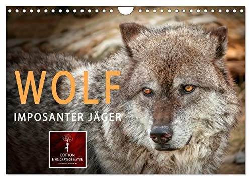 Wolf - Imposanter Jäger (Wandkalender 2026 DIN A4 quer), CALVENDO Monatskalender: Es hat 150 Jahre gedauert, aber jetzt sind sie wieder da - Wölfe. (CALVENDO Tiere)