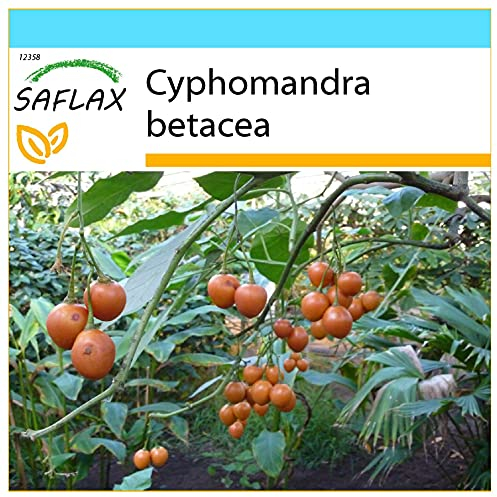 SAFLAX - Set regalo - Tomate de árbol - 50 semillas - Con caja regalo/envío, etiqueta para envío, tarjeta de felicitación y sustrato de cultivo y fertilizante - Cyphomandra betacea