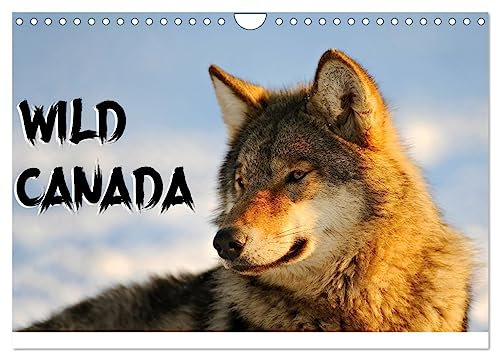 Wild Canada (Wandkalender 2025 DIN A4 quer), CALVENDO Monatskalender