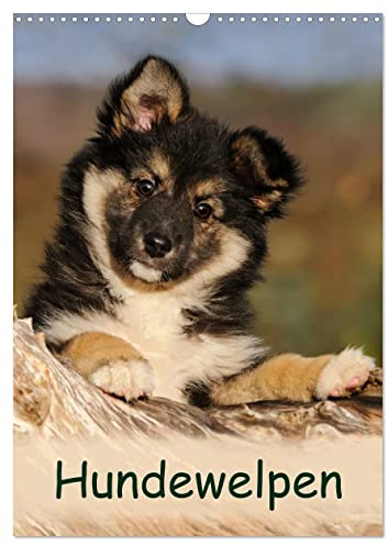 Hundewelpen (Wandkalender 2025 DIN A3 hoch), CALVENDO Monatskalender: Niedliche Welpen zum Liebhaben (CALVENDO Tiere)