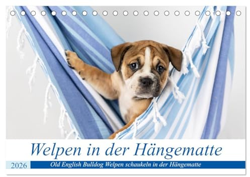 Welpen in der Hängematte (Tischkalender 2026 DIN A5 quer), CALVENDO Monatskalender: Drollige Old English Bulldog Welpen in einer Hängematte (CALVENDO Tiere)