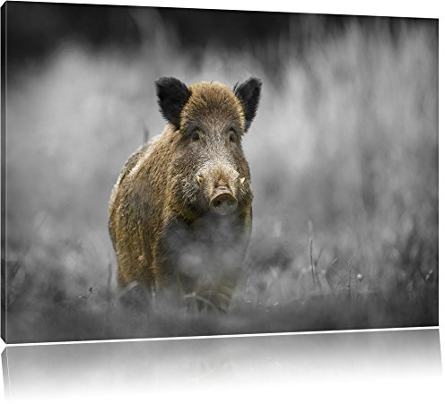 Pixxprint einsames Wildschwein im Wald B&W, Größe: 120x80cm, Leinwandbild, fertig gespannt, Wandbild, Dekoration, Kunstdruck, kein Poster