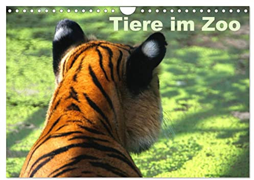 Tiere im Zoo (Wandkalender 2025 DIN A4 quer), CALVENDO Monatskalender: Ein Besuch im Zoo ist immer einen Ausflug wert. (CALVENDO Tiere)