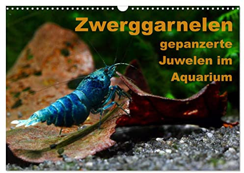 Zwerggarnelen - gepanzerte Juwelen im Aquarium (Wandkalender 2025 DIN A3 quer), CALVENDO Monatskalender: Ein Jahr lang jeden Monat eine wunderschöne Garnele (CALVENDO Tiere)