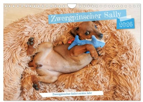 Zwergpinscher Sally‘s erstes Jahr (Wandkalender 2026 DIN A4 quer), CALVENDO Monatskalender: Bilder aus dem ersten Lebensjahr eines Zwergpinschers mit dem Namen Sally. (CALVENDO Tiere)