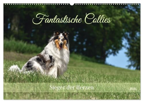 Fantastische Collies - Sieger der Herzen (Wandkalender 2026 DIN A2 quer), CALVENDO Monatskalender: Bezaubernde Collies, charmant, intelligent und verspielt. (CALVENDO Tiere)