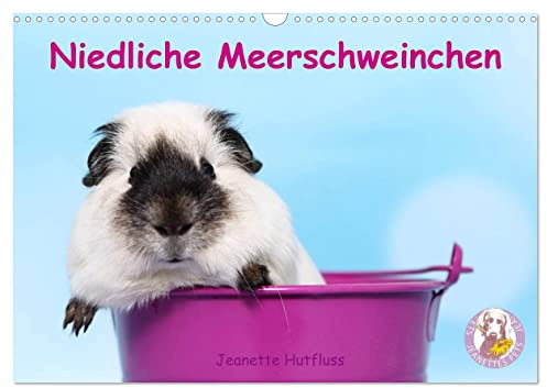 Niedliche Meerschweinchen (Wandkalender 2026 DIN A3 quer), CALVENDO Monatskalender: Jeden Monat ein anderes drolliges Kerlchen (CALVENDO Tiere)