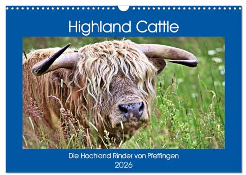 Highland Cattle, die Hochlandrinder aus Pfeffingen (Wandkalender 2026 DIN A3 quer), CALVENDO Monatskalender: Urige Rinder auf der Weide (CALVENDO Tiere)