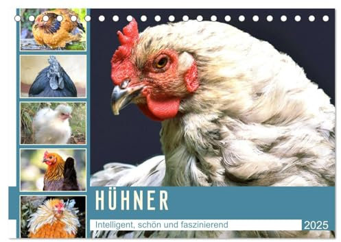 Hühner. Intelligent, schön und faszinierend (Tischkalender 2025 DIN A5 quer), CALVENDO Monatskalender