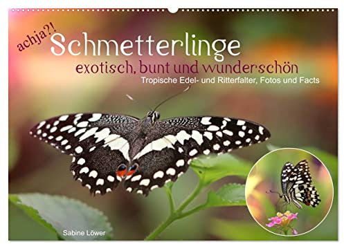 achja?! Schmetterlinge, exotisch, bunt und wunderschön (Wandkalender 2026 DIN A2 quer), CALVENDO Monatskalender: Edel- und Ritterfalter im Portrait (CALVENDO Tiere)