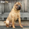 Shar Pei - Shar-Pei 2025 - 16-Monatskalender: Original Avonside-Kalender [Mehrsprachig] [Kalender] (Wall-Kalender)