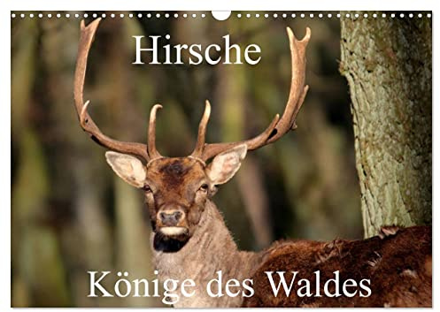 Hirsche - Könige des Waldes/Geburtstagskalender (Wandkalender 2026 DIN A3 quer), CALVENDO Monatskalender: Hirsche. Die Könige in den Wäldern. Majestätisch und schön. (CALVENDO Tiere)