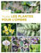 Toutes les plantes pour l'ombre