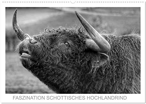 Faszination Schottisches Hochlandrind (Wandkalender 2026 DIN A2 quer), CALVENDO Monatskalender: Sie sind imposant, stolz und gutmütig. Sie trafen mich ... und berührten meine Seele. (CALVENDO Tiere)