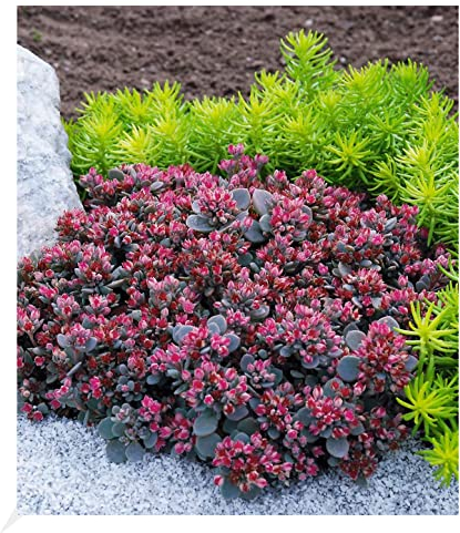 BALDUR Garten Sedum Sun Sparkler® Sedoro Blue Elf, 2 Pflanzen Fetthenne Garten Fettblatt, winterharte Staude, trockenresistent, mehrjährig, bienenfreundlich und schmetterlingsfreundlich, blühend