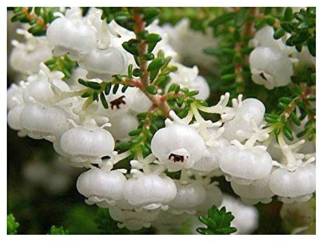 Erica formosa - Heidekraut - 20 Samen