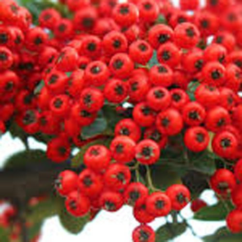 Pyracantha 'Red Column' 15cm Pot Size