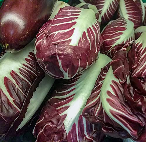 Just Seed - Vegetable - Chicory - Rossa di Treviso Precoce - 2500 Seeds