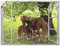 ARTland Wanddeko Wandtattoo selbstklebende Vinylfolie 120x90 cm Fensterblick Fenster Pferd Pony Tiere Natur Wiese Landhaus S8HN