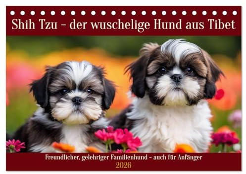 Shih Tzu - der wuschelige Hund aus Tibet (Tischkalender 2026 DIN A5 quer), CALVENDO Monatskalender: Freundlicher, gelehriger Familienhund - auch für Anfänger (CALVENDO Orte)