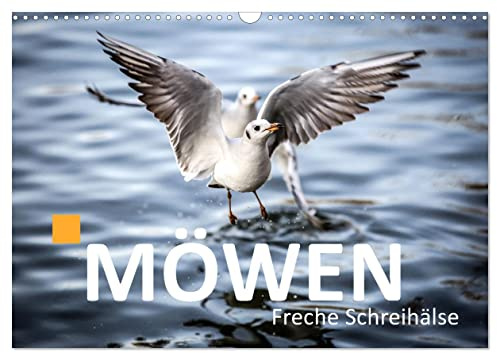 MÖWEN Freche Schreihälse (Wandkalender 2026 DIN A3 quer), CALVENDO Monatskalender: Möwen zu fotografieren ist immer wieder faszinierend (CALVENDO Natur)