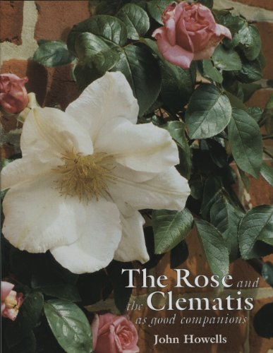 Rose and the Clematis As Good Companions