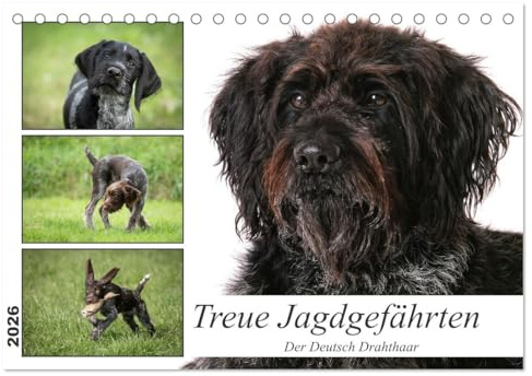 Treue Jagdgefährten - Der Deutsch Drahthaar (Tischkalender 2026 DIN A5 quer), CALVENDO Monatskalender: Rassevielfalt hautnah: Der Deutsch Drahthaar in all seinen Facetten (CALVENDO Tiere)