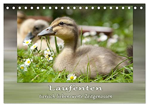 Laufenten - tierisch liebenswerte Zeitgenossen (Tischkalender 2026 DIN A5 quer), CALVENDO Monatskalender: Ein Muss für jeden Laufentenliebhaber! (CALVENDO Tiere)