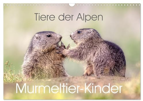 Tiere der Alpen - Murmeltier-Kinder (Wandkalender 2026 DIN A3 quer), CALVENDO Monatskalender: Herzige Bilder vom Murmeltier-Nachwuchs (CALVENDO Tiere)