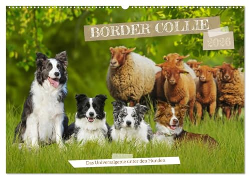 Border Collie - Das Universalgenie unter den Hunden (Wandkalender 2026 DIN A2 quer), CALVENDO Monatskalender: Auf 13 faszinierend schönen Fotos zeigt ... Allrounder der Hundewelt. (CALVENDO Tiere)