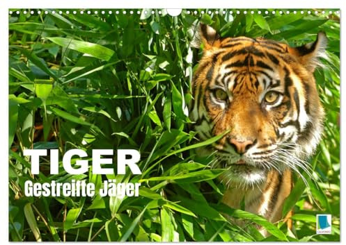 Tiger: Gestreifte Jäger (Wandkalender 2026 DIN A3 quer), CALVENDO Monatskalender: Tiger: die größte Katzenart der Erde lebt in Asien (CALVENDO Tiere)